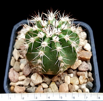 Нажмите на изображение для увеличения.

Название:	Echinocereus stoloniferus v tayopensis 300.jpg
Просмотров:	387
Размер:	209.7 Кб
ID:	477807