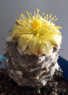 Нажмите на изображение для увеличения.

Название:	Copiapoa hypogea.jpg
Просмотров:	626
Размер:	210.6 Кб
ID:	478132