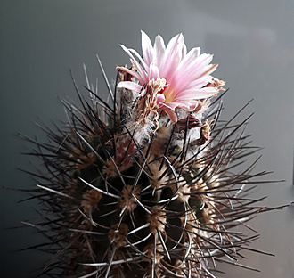 Нажмите на изображение для увеличения.

Название:	Neochilenia glaucescens2020.jpg
Просмотров:	613
Размер:	224.4 Кб
ID:	478134