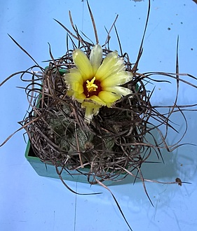 Нажмите на изображение для увеличения.

Название:	astrophytum.jpg
Просмотров:	474
Размер:	195.7 Кб
ID:	478222