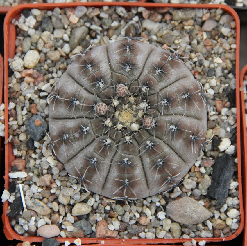 Нажмите на изображение для увеличения.   Название:	gymnocalycium-occultum-js-196.jpg  Просмотров:	0  Размер:	312.4 Кб  ID:	478239
