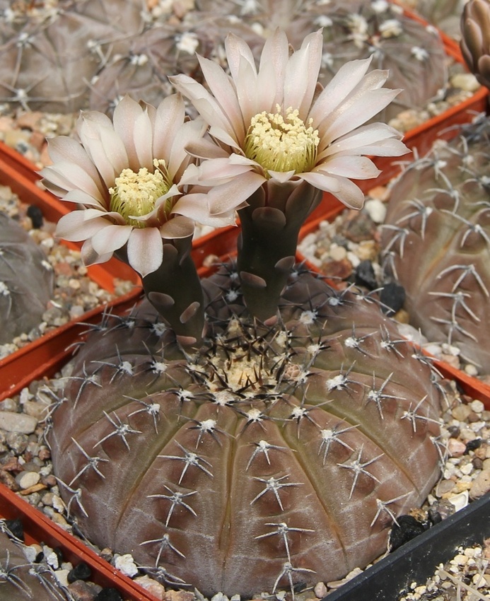 Нажмите на изображение для увеличения.   Название:	gymnocalycium-occultum-js-1961.jpg  Просмотров:	0  Размер:	240.6 Кб  ID:	478240