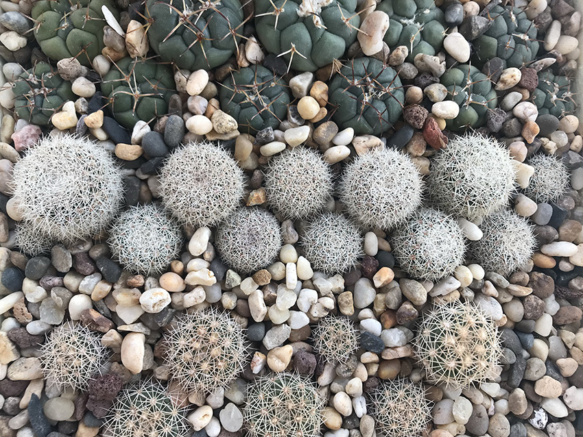 Нажмите на изображение для увеличения.

Название:	coryphantha.jpg
Просмотров:	453
Размер:	367.6 Кб
ID:	478335