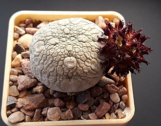 Нажмите на изображение для увеличения.

Название:	pseudolithos migiurtinus.jpg
Просмотров:	911
Размер:	227.4 Кб
ID:	478375