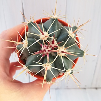 Нажмите на изображение для увеличения.  Название:	ferocactus_pottsii_alamosensis_44219.jpg Просмотров:	0 Размер:	174.3 Кб ID:	478633