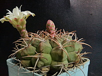 Нажмите на изображение для увеличения.

Название:	Gymnocalycium eytianum 002.jpg
Просмотров:	657
Размер:	194.9 Кб
ID:	478713