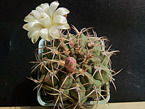 Нажмите на изображение для увеличения.

Название:	Gymnocalycium eytianum 003.jpg
Просмотров:	618
Размер:	209.6 Кб
ID:	478714