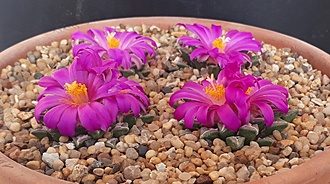 Нажмите на изображение для увеличения.

Название:	Ariocarpus kotschoubeyanus v.elephantidens.jpg
Просмотров:	650
Размер:	174.1 Кб
ID:	478805