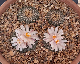 Нажмите на изображение для увеличения.

Название:	ariocarpus kotschoubeyanus v.albiflorus.jpg
Просмотров:	628
Размер:	291.8 Кб
ID:	478807