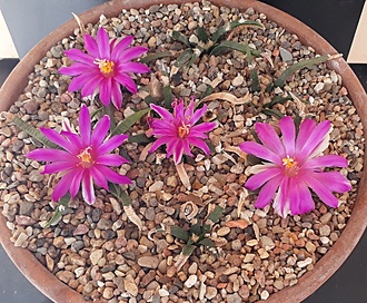 Нажмите на изображение для увеличения.

Название:	ariocarpus agavoides.jpg
Просмотров:	612
Размер:	315.5 Кб
ID:	478809