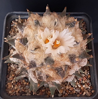 Нажмите на изображение для увеличения.

Название:	ariocarpus retusus.jpg
Просмотров:	753
Размер:	263.2 Кб
ID:	478857