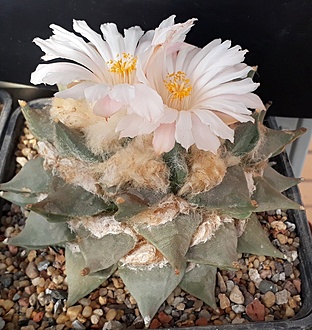 Нажмите на изображение для увеличения.

Название:	ariocarpus retusus1.jpg
Просмотров:	748
Размер:	262.2 Кб
ID:	478858