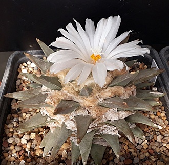 Нажмите на изображение для увеличения.

Название:	ariocarpus retusus2.jpg
Просмотров:	746
Размер:	273.3 Кб
ID:	478859