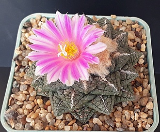 Нажмите на изображение для увеличения.

Название:	ariocarpus fissuratus.jpg
Просмотров:	749
Размер:	266.3 Кб
ID:	478861