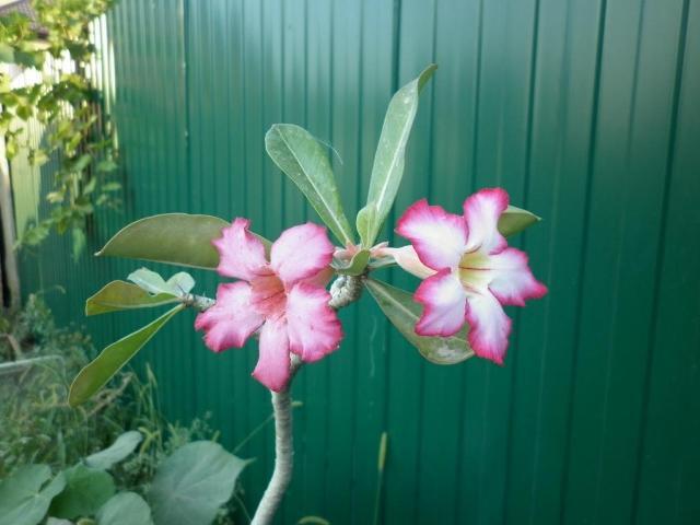 Нажмите на изображение для увеличения.

Название:	Adenium obesum  MG.JPG
Просмотров:	436
Размер:	33.9 Кб
ID:	478917