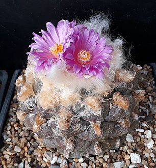 Нажмите на изображение для увеличения.

Название:	Ariocarpus lloydii.jpg
Просмотров:	1478
Размер:	309.8 Кб
ID:	479121