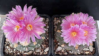Нажмите на изображение для увеличения.

Название:	Ariocarpus lloydii2.jpg
Просмотров:	1457
Размер:	180.8 Кб
ID:	479123