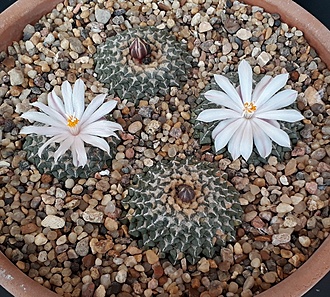 Нажмите на изображение для увеличения.

Название:	Ariocarpus kotschoubeyanus v.albiflorus.jpg
Просмотров:	1489
Размер:	361.7 Кб
ID:	479124
