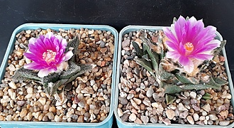 Нажмите на изображение для увеличения.

Название:	Ariocarpus bravoanus.jpg
Просмотров:	1477
Размер:	220.9 Кб
ID:	479125