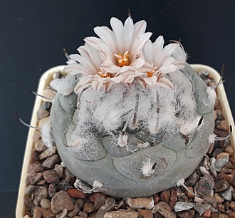 Нажмите на изображение для увеличения.

Название:	turbinicarpus jauernigii.jpg
Просмотров:	968
Размер:	234.7 Кб
ID:	479128