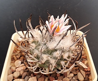 Нажмите на изображение для увеличения.

Название:	turbinicarpus schmiedickeanus.jpg
Просмотров:	960
Размер:	204.4 Кб
ID:	479129