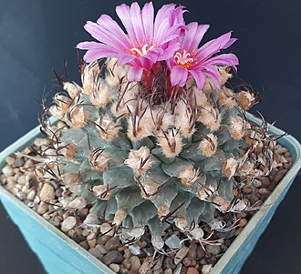 Нажмите на изображение для увеличения.

Название:	turbinicarpus alonsoi.jpg
Просмотров:	973
Размер:	263.4 Кб
ID:	479130