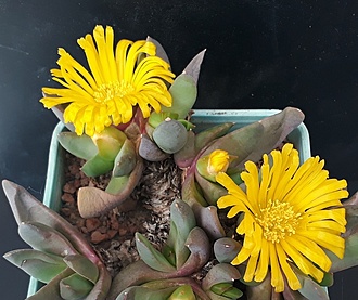 Нажмите на изображение для увеличения.

Название:	Glottiphyllum sp ISI 1759 30k n Oudtshoorn, grey-purple, nice.jpg
Просмотров:	404
Размер:	212.9 Кб
ID:	479132