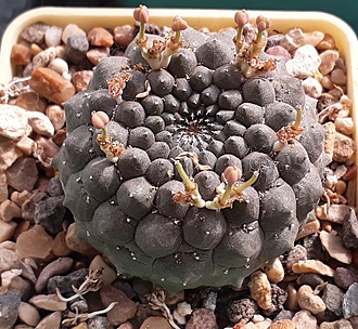 Нажмите на изображение для увеличения.

Название:	Euphorbia gymnocalycioides.jpg
Просмотров:	748
Размер:	322.9 Кб
ID:	479134