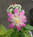 Нажмите на изображение для увеличения.

Название:	Aztekium_valdezii_flower.jpg
Просмотров:	645
Размер:	117.5 Кб
ID:	479409