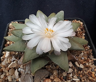 Нажмите на изображение для увеличения.

Название:	ariocarpus retusus f. panarottoanus.jpg
Просмотров:	1300
Размер:	198.2 Кб
ID:	479488