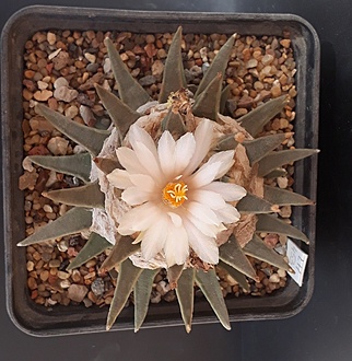 Нажмите на изображение для увеличения.

Название:	ariocarpus retusus v. scapharostroides   f. SanRafael.jpg
Просмотров:	1295
Размер:	233.3 Кб
ID:	479490