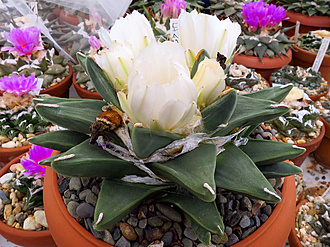 Нажмите на изображение для увеличения.

Название:	Ariocarpus scapharostroides  LH 453 (Las Tablas, SLP)SuccSeed.jpg
Просмотров:	1036
Размер:	239.4 Кб
ID:	479989