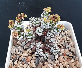 Нажмите на изображение для увеличения.

Название:	Crassula   corallina.jpg
Просмотров:	740
Размер:	289.3 Кб
ID:	480074