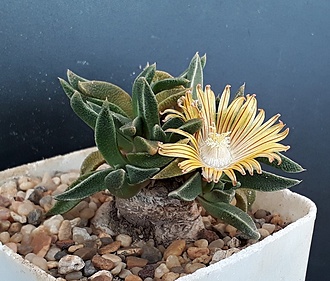 Нажмите на изображение для увеличения.

Название:	Nananthus.jpg
Просмотров:	748
Размер:	233.9 Кб
ID:	480075