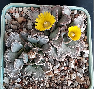 Нажмите на изображение для увеличения.

Название:	Titanopsis fulleri.jpg
Просмотров:	747
Размер:	304.6 Кб
ID:	480077