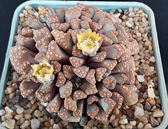 Нажмите на изображение для увеличения.

Название:	Titanopsis hugo-schlechteri.jpg
Просмотров:	755
Размер:	218.8 Кб
ID:	480078