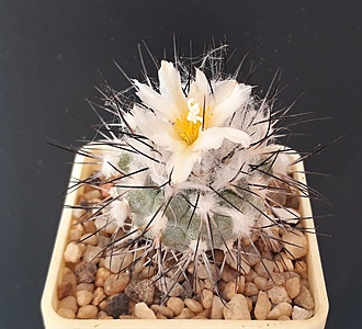 Нажмите на изображение для увеличения.

Название:	Gymnocactus gielsdorfianus.jpg
Просмотров:	829
Размер:	225.6 Кб
ID:	480258