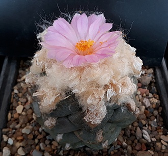 Нажмите на изображение для увеличения.

Название:	Ariocarpus lloydii.jpg
Просмотров:	817
Размер:	201.7 Кб
ID:	480259