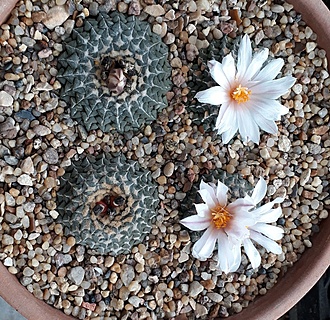 Нажмите на изображение для увеличения.

Название:	Ariocarpus kotschoubeyanus v.albiflorus a.jpg
Просмотров:	827
Размер:	401.7 Кб
ID:	480260