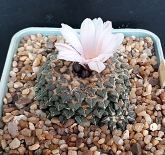Нажмите на изображение для увеличения.

Название:	Ariocarpus kotschoubeyanus v.albiflorus  b.jpg
Просмотров:	819
Размер:	260.6 Кб
ID:	480261