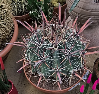 Нажмите на изображение для увеличения.

Название:	ferocactus.jpg
Просмотров:	1663
Размер:	317.6 Кб
ID:	480909