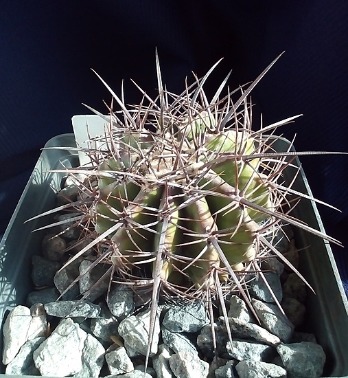 Нажмите на изображение для увеличения.  Название:	MG 176.042 - Echinocactus platyacanthus Tanque Escandidi, Coah.jpg Просмотров:	0 Размер:	260.8 Кб ID:	480963