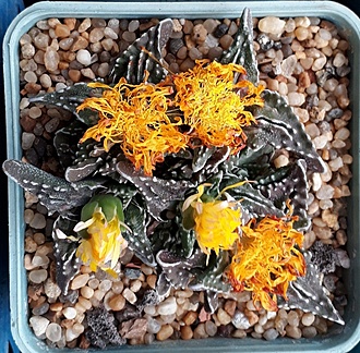 Нажмите на изображение для увеличения.

Название:	Faucaria tuberculosa.jpg
Просмотров:	930
Размер:	342.0 Кб
ID:	481082