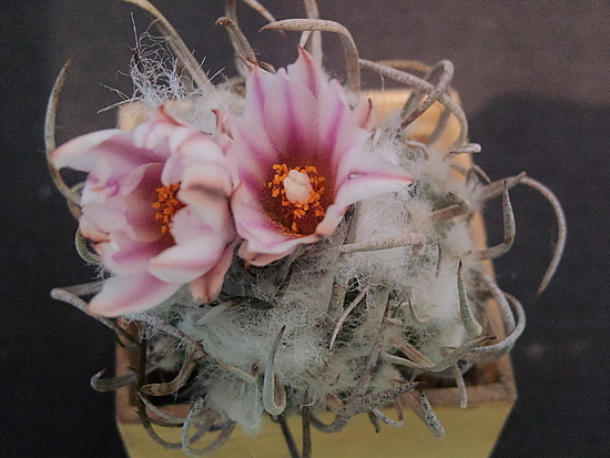 Нажмите на изображение для увеличения.

Название:	Turbinicarpus schmiedickeanus S 3 1.003.jpg
Просмотров:	1274
Размер:	175.6 Кб
ID:	503563