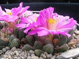 Нажмите на изображение для увеличения.

Название:	Ariocarpus scapharostrus f. thick tubercles от Гаека, очень тупой кончик, толстых, иногда граненых туберкул.jpg
Просмотров:	795
Размер:	102.1 Кб
ID:	481523