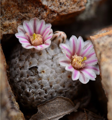 Нажмите на изображение для увеличения.   Название:	Mammillaria breviplumosa.jpg  Просмотров:	0  Размер:	58.8 Кб  ID:	481609