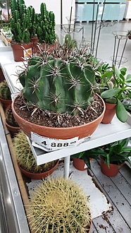 Нажмите на изображение для увеличения.

Название:	IMG-20201129-WA0005[1].jpeg
Просмотров:	1493
Размер:	208.3 Кб
ID:	481783