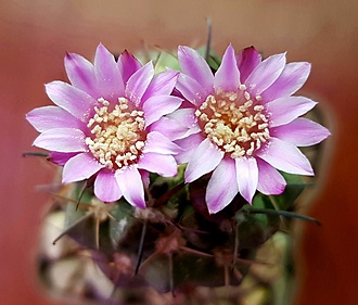 Нажмите на изображение для увеличения.  Название:	20201202_231443.jpg Просмотров:	316 Размер:	164.8 Кб ID:	481853