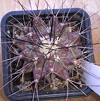 Нажмите на изображение для увеличения.

Название:	telocactus.jpg
Просмотров:	592
Размер:	340.8 Кб
ID:	482044