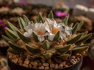 Нажмите на изображение для увеличения.

Название:	Ariocarpus retusus scapharostroides Hajek.jpg
Просмотров:	1227
Размер:	165.2 Кб
ID:	482599